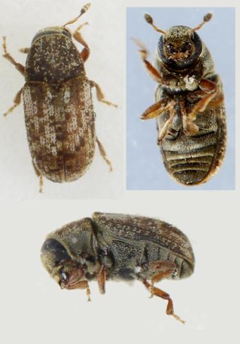 Pteleobius vittatus